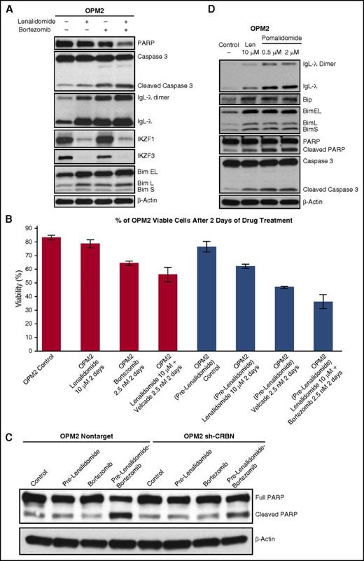 Figure 6. Lenalidomide- and bortezomib-mediated oxidative stress in MM cell death. (A) OPM2 cells treated with lenalidomide (2 μM), bortezomib (2.5 nM), or lenalidomide plus bortezomib for 3 days. Cell lysates were prepared, separated by electrophoresis, and immunoblotted as indicated. (B) OPM2 cells, with or without 2 days of pretreatment with lenalidomide (10 μM), were treated with bortezomib (2.5 nM), lenalidomide (10 μM), and bortezomib plus lenalidomide for an additional 2 days. Samples were collected and stained with Annexin V-FITC and propidium iodide. Fluorescence-activated cell sorting (FACS) analysis for apoptosis showed the lowest viability with lenalidomide pretreatment followed by bortezomib plus lenalidomide. (C) Pretreatment with lenalidomide enhances bortezomib-mediated apoptosis in CRBN-positive MM cells. OPM2-NT and OPM2-shCRBN cells, with or without pretreatment with lenalidomide for 2 days, were treated with bortezomib (2.5 nM) for an additional 2 days. Cell lysates were prepared, separated by electrophoresis, and immunoblotted as indicated. Lenalidomide pretreatment enhanced bortezomib-induced apoptosis of CRBN-positive cells but had a less pronounced effect in CRBN-knockdown cells. (D) OPM2 cells were treated with lenalidomide (10 µM) or with increasing concentrations of pomalidomide (0.5 and 2 μM) for 3 days. Cell lysates were prepared, separated by electrophoresis, and immunoblotted as indicated. Pre, pretreatment with.