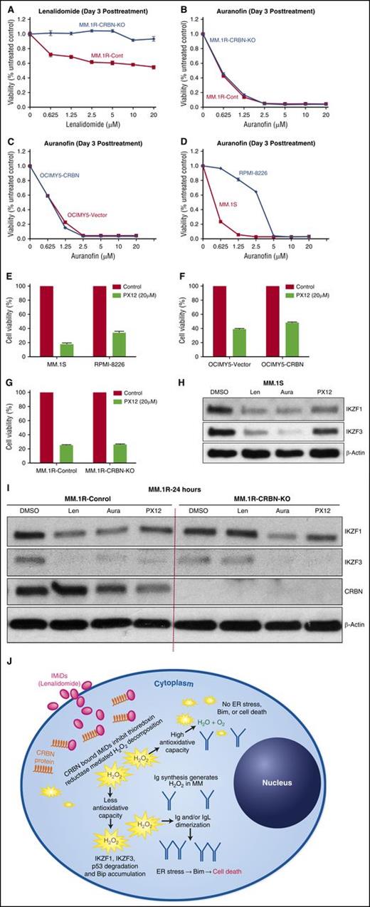 Figure 7. Direct TrxR/Trx inhibitors bypass CRBN requirement unlike lenalidomide for MM therapy. (A) MM.1R-control and MM.1R-CRBN-KO cells were seeded and incubated with lenalidomide at the indicated concentration for 3 days, and MTT assays were performed. (B) MM.1R-control and MM.1R-CRBN-KO cells were seeded and incubated with auranofin at the indicated concentration for 3 days, and MTT assays were performed. (C-D) OCIMY5-vector, OCIMY5-CRBN, MM.1S, and RPMI-8226 cells were seeded and incubated with auranofin at the indicated concentration for 3 days, and MTT assays were performed. (E-G) MM.1S, RPMI-8226, OCIMY5 (vector and CRBN), and MM.1R (control and KO-CRBN) cells were seeded and incubated with 20 µM concentration PX12 for 3 days, and cell viability was measured by MTT assay. Each experimental condition was performed in triplicate and repeated at least twice. (H-I) MM.1S and MM.1R (control and KO-CRBN) cell lines were treated with lenalidomide (10 μM), auranofin (1 μM), or PX12 (20 μM) for 24 hours. Cell lysates were prepared, separated by electrophoresis, and immunoblotted with the indicated antibodies. Blots are representative of 3 independent experiments. (J) Schematic representation of lenalidomide activity in MM. MM cells overproduce immunoglobulins, which generate high quantities of H2O2 through intramolecular and intermolecular disulfide bond formation. In addition, lenalidomide-bound CRBN also causes intracellular elevation of H2O2 by inhibiting intracellular TrxR. Cells with high antioxidative capacity are resistant to apoptosis from H2O2-mediated oxidative stress. For cells with lower antioxidative capacity, this stress leads to the degradation of IKZF1 and IKZF3, immunoglobulin dimerization, and subsequent ER stress–mediated, Bim-dependent apoptosis. Aura, auranofin; Len, lenalidomide.