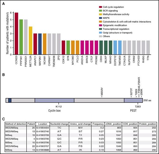 Figure 1. CCND3 mutations in SDRPL. (A) Genes recurrently mutated in SDRPL cases. From left to right are written all genes harboring mutations in 2 or more patients. Colors represent the main function of each gene, assigned on the bases of the information compiled in the GeneCards and KEGG databases. (B) Schematic representation of the mapping of CCND3 variants detected in SDRPL patients. (C) Details of each variant. BCR, B-cell receptor; cDNA, complementary DNA; CDS, coding sequence.