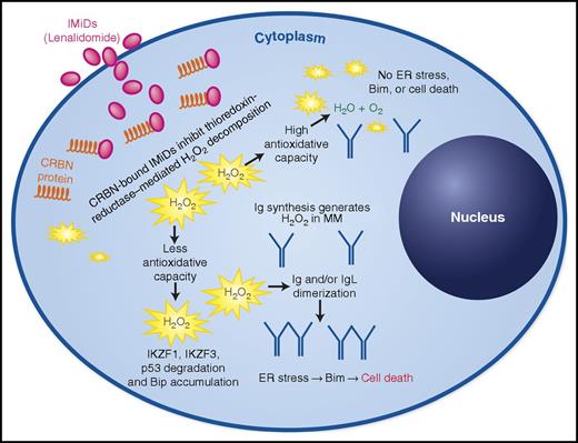 Cereblon-bound IMiDs cause oxidative stress by inhibition of key enzymes of intracellular H2O2 decomposition, leading to immunoglobulin dimerization, thereby resulting in proapoptotic endoplasmic reticulum (ER) stress. Measuring the antioxidative capacity can predict IMiD sensitivity in MM cells. Ig, immunoglobulin. See Figure 7J in the article by Sebastian et al that begins on page 991.