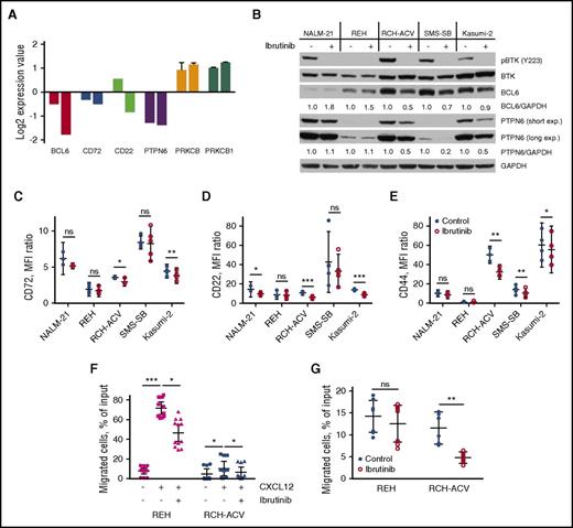 Figure 3. Ibrutinib affects pre-BCR signaling pathway components and cell migration. (A) Results of gene expression profiling for selected genes of pre-BCR+ B-ALL cells (RCH-ACV) treated with ibrutinib for 24 hours (left bar in each pair) or 72 hours (right bar in each pair). Values were normalized to controls (DMSO-treated cells); data from multiple probes were averaged when available; displayed are the mean ± SD. (B) PTPN6 and BCL6 protein levels were reduced in pre-BCR+ (RCH-ACV, SMS-SB, Kasumi-2), but not in pre-BCR− (NALM-21, REH), B-ALL cells after treatment with 0.5 µM of ibrutinib for 72 hours. BCL6 and PTPN6 signals were quantified by densitometry and normalized to corresponding GAPDH measurements and subsequently to untreated controls. Short and long exp., short and long exposition. (C-E) CD72, CD22, and CD44 surface expression after 72 hours of ibrutinib treatment as measured by flow cytometry. Results of 3–5 independent experiments presented as the mean fluorescence intensity ratio, mean with 95% CI. (F) Pretreatment with ibrutinib inhibited migration of ALL cells toward CXCL12 in chamber chemotaxis assay. Numbers of transmigrated cells were measured in triplicate in 3–4 independent experiments, were normalized to 1 : 20 dilution of input cells, and are presented as the mean with 95% CI. (G) Treatment with ibrutinib for 72 hours significantly decreased spontaneous migration of RCH-ACV cells beneath KUSA-H1 stromal cells. Results of 2 independent experiments are displayed as the mean with 95% CI. MFI, mean fluorescence intensity. ns, not significant. *P < .05; **P < .01; ***P < .001.