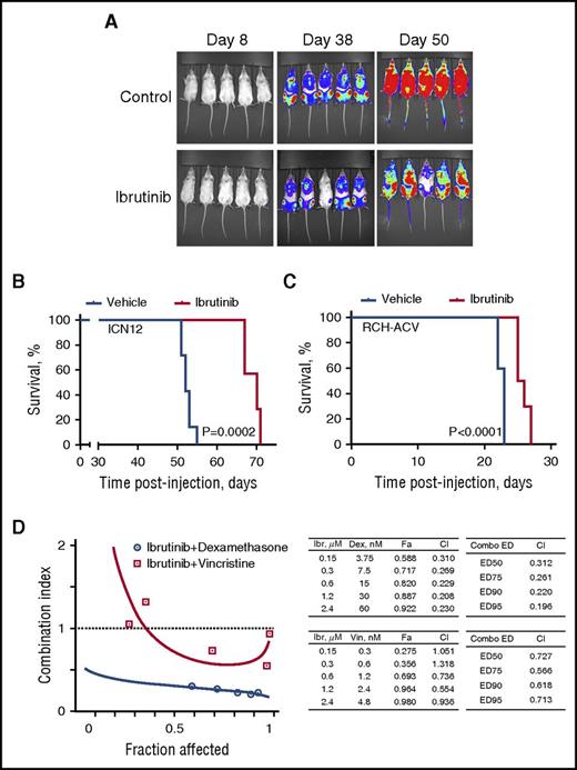 Figure 6. Ibrutinib prolongs survival in xenograft models of human ALL. (A) Engraftment and expansion of ICN12-induced leukemia in mice treated with ibrutinib or vehicle control as visualized by luciferase bioimaging. (B) Kaplan-Meier curve demonstrates significantly longer overall survival of ibrutinib-treated mice in a ICN12 human ALL model when compared with control mice (7 per group). (C) Kaplan-Meier curve demonstrates significantly longer overall survival of ibrutinib-treated mice in a RCH-ACV human ALL model when compared with control mice (10 per group). (D) Cotreatment with ibrutinib and the chemotherapy agents dexamethasone or vincristine synergistically reduced the amount of metabolically active RCH-ACV cells when measured in XTT assays (Fa-CI plot). Combination indices (CI) were calculated on the basis of triplicate measurements using CompuSyn. Left-hand side tables include CIs for the actual experimental points. Right-hand side tables contain CIs for various effective doses of the drug combination, as is indicated. ED, effective dose; Ibr, ibrutinib; Dex, dexamethasone; Vin, vincristine.