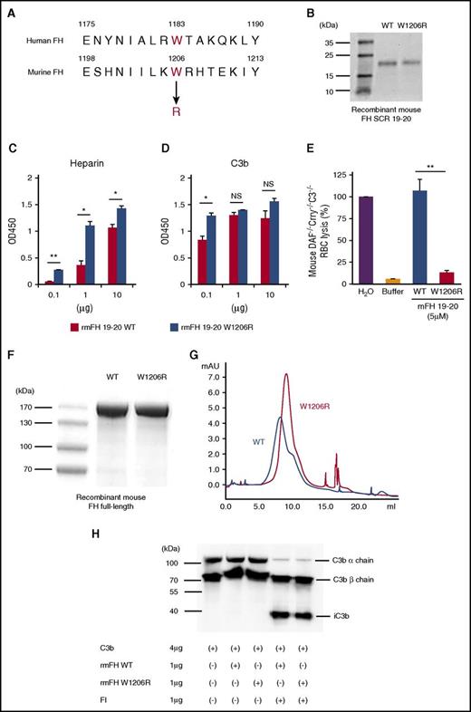 Figure 1. W1206R mutation alters cell surface binding, but not cofactor activity, of mouse FH. (A) Alignment of amino acid sequences showing W1206 of mouse FH is equivalent to W1183 in human FH. (B) Sodium dodecyl sulfate polyacrylamide gel electrophoresis analysis of purified recombinant mouse FH SCR 19-20 and its W1206R variant (Coomassie blue staining). (C) ELISA plate-based heparin and (D) C3b-binding assay of WT and mutant mouse FH SCR 19-20. Heparin and C3b were coated onto plates at 0.1 to 10 μg per well, and recombinant mouse FH SCR 19-20 was added at 0.5 μg per well. (E) When added to 50% mouse serum, WT but not the W1206R mutant form of mouse FH SCR 19-20 caused lysis of complement-susceptible RBCs of DAF−/−Crry−/−C3−/− mice. Hypotonic lysis in pure water was used as reference control (100% lysis). (F) Sodium dodecyl sulfate polyacrylamide gel electrophoresis analysis of purified recombinant full-length mouse FH and its W1206R mutant variant (Coomassie blue). (G) Fast protein liquid chromatography analysis showing that the W1206R mutant FH had strong longer retention on a heparin column than WT mouse FH. Recombinant mouse FH proteins (100 μg) were loaded onto the heparin column in PBS and eluted off with 0.5 M NaCl in PBS. (H) Western blot analysis of products from a cofactor activity assay. The W1206R mutant did not affect the cofactor activity of mouse FH in factor I–mediated cleavage of C3b. Data shown in panels C-E represent mean ± standard deviation (SD) of the results. *P < .05; **P < .01; NS, not significant (Student t test).
