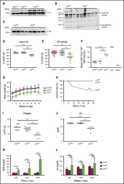 Figure 2. Complement dysregulation, premature death and development of aHUS symptoms in FH W1206R mutant mice. (A) Western blot analysis of plasma FH levels in WT (FHW/W), heterozygous (FHW/R), and homozygous (FHR/R) mutant mice showing that mutant FH was stable and present at a slightly higher level in FHR/R mice. A polyclonal rabbit anti–mouse FH antibody was used to detect both WT and mutant FH. (B-C) Western blot analysis of plasma C3 (B) and FB (C) levels showing that both intact C3 and FB were lower in FHR/R mice than in FHW/W mice. (D) ELISA of plasma intact C5 showing that FHR/R mice had significantly lower C5 levels than FHW/W or FHW/R mice. (E) ELISA of LPS-induced AP complement activity in 10% mouse sera. Data are normalized to the average value of FHW/W mice (100%). (F) Hemolytic assay using 50% sera from FHW/W, FHW/R, and FHR/R mice and RBCs from DAF−/−Crry−/−C3−/− mice. Hypotonic lysis in pure water was used as reference control (100% lysis). (G) FHR/R mice had lower body weights than FHW/W or FHW/R mice (n = 10 in each group, all male mice). (H) Survival curves of FHW/W (n = 275), FHW/R (n = 310), and FHR/R (n = 147) mice up to 30 weeks of age. (I-J) CBC analysis showing FHR/R mice had thrombocytopenia (I) and anemia with low blood hemoglobin (Hb) levels (J). (K-L) BUN and serum Cr levels in mice at different ages. Serum samples were collected from the same mice at 4, 12, and 20 weeks of age (FHW/W n = 20, FHW/R n = 16, and FHR/R n = 19). Data shown in panels K-L are mean ± SD of the results. Each lane in panels A-C and each symbol in panels D-F,I-J represent an individual mouse (4-25 weeks old). Horizontal bars through the scatterplots in panels D-F,I-J indicate the average values in each group. *P < .05; **P < .01; ***P < .001; NS, not significant (Mantel-Haenszel log-rank test for panel H; 1-way ANOVA and Student t test for other panels).