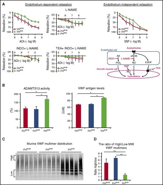 Figure 5. Vasculopathy and changes in plasma ADAMTS13 and VWF profiles in FH W1206R mutant mice. (A) Endothelium-dependent and independent relaxation of small mesenteric arteries was impaired in FHR/R mice. The endothelium-dependent nature of the phenotype was established by the use of inhibitors of nitric oxide synthase (L-NAME), COX (INDO), and KCa (TEA). An endothelium-independent component of the phenotype was indicated by the use of SNP, which acts directly on vascular smooth muscle cells. Three vessel segments per mouse were analyzed (n = 3 mice). (B) ADAMTS13 activity and plasma VWF levels were significantly higher in FHR/R mice than in FHW/W or FHR/R mice (n = 7 per group for ADAMTS13; n = 3 per group for VWF). (C) Western blot of plasma VWF shows that FHR/R mice had higher levels of total VWF (n = 5; each lane represents 1 mouse) and more abundant lower-molecular-weight (MW) multimers. (D) The ratio of high- to low-molecular-weight VWF multimers, as defined in panel C and quantitated using ImageJ software, was significantly lower in FHR/R mice. Data are from 8-week-old FHW/W, FHW/R, and FHR/R mice. Data in panels B,D represent mean ± SD of results from all mice. *P < .05; **P < .01; ***P < .001 (one-way ANOVA and Student t test). AA, arachidonic acid; eNOS, endothelial nitric oxide synthase; MW, molecular weight; NO, nitric oxide; PGI2, prostaglandin I2.