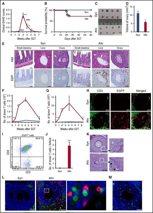 Figure 1. Donor T-cell infiltration and ovary injury after allogeneic SCT. (A-D) Unirradiated B6D2F1 female mice were intravenously injected with 8 × 107 splenocytes from syngeneic (Syn; n = 25) or allogeneic (Allo; n = 26) B6 donors. Clinical GVHD scores (means ± SE; A) and survivals (B) are shown. (C-D) Macroscopic images of the ovaries (C) and estimated ovarian volumes (D) on day +35 after SCT are shown (n = 8/group). (E-L) Unirradiated B6 (syngeneic) or B6D2F1 (allogeneic) mice were injected with 3 × 107 purified EGFP+ T cells and 5 × 107 wild-type B6 TCD. (E) The small intestine, liver, and ovary harvested on day +14 were stained with hematoxylin and eosin (H&E; upper) and EGFP (lower; brown). Original magnification ×20. (F-G) Donor T cells infiltrated in the livers (F) and ovaries (G) were enumerated by flow cytometry and shown as means ± SE (n = 3-5/group). (H) Double-label immunofluorescent staining with CD3 (green) and EGFP (red) of the ovary. (I) Representative dot plot of EGFP+ cells from ovarian follicles (n = 5). (J) EGFP+ CD3+ T cells per an ovarian follicle were enumerated on the ovarian sections (n = 6/group). (K) PAS staining. Areas in the white squares are magnified and shown in the right side of original images. Arrowheads indicate infiltrating lymphocytes beyond the disrupted basement membranes of the ovarian follicles. (L) Immunofluorescent staining with cleaved-caspase 3 (green) and EGFP (red). Area in the white rectangle is magnified and shown in the right side of original image. Original magnification ×40. Data are representative of 2 similar experiments and shown as means ± SE. (M) Unirradiated B6D2F1 mice were injected with 3 × 107 purified T cells from wild-type B6 plus 5 × 107 TCD splenocytes from EGFP+ mice. Double-label immunofluorescent staining with cleaved-caspase3 (green) and EGFP (red) with counter staining with DAPI (blue) is shown. Scale bar, 1 cm (C), 50 µm (E, H, K, L, and M). *P < .05, **P < .01, ***P < .005.