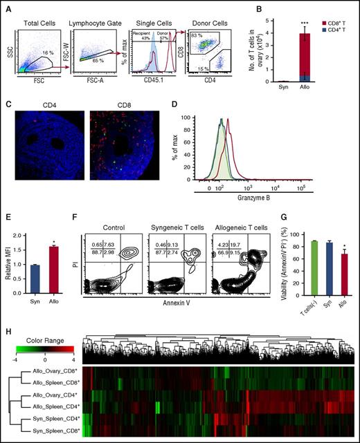 Figure 2. The profiles of T cells in the ovaries. (A-B) CD45.1+ B6 splenocytes (8 × 107) were transplanted into unirradiated allogeneic B6D2F1 (CD45.2+) or congenic B6 (CD45.2+) mice on day 0. Ovaries are harvested on day +14 after SCT for flow cytometric analysis. (A) Panels show the gating strategies of donor CD4+ and CD8+ T cells, and the histogram shows detection of donor cells in allogeneic (red line) and syngeneic (blue shaded) hosts. (B) Numbers of donor T cells in the ovaries in syngeneic (n = 6) and allogeneic (n = 10) mice were shown as mean ± SE. (C) Mice were injected with either 3 × 107 CD4+ or CD8+ T cells from EGFP+ mice. Double-label immunofluorescent staining with cleaved-caspase 3 (green) and EGFP (red) of the ovary on day +14. Original magnification ×40. Scale bar, 50 µm. (D-G) Isolated granulosa cells (2 × 104) from the B6D2F1 ovaries were cultured alone (n = 3) or in the presence of 5 × 105 donor T cells sorted from syngeneic (n = 3) or allogeneic recipients (n = 4) on day +15 for 12 hours. Max, maximum. Representative histograms (D) and mean fluorescent intensity (MFI) of granzyme B expression (E) in syngeneic (blue line and bar) or allogeneic (red line and bar) CD8+ T cells and isotype controls (shaded area in histogram). Representative FACS plot of PI and Annexin V labeling in CD4−CD8− granulosa cells (F) and proportion of AnnexinV− PI− in granulosa cells (G) are shown as mean ± SE. Data from a representative of 2 similar experiments are shown. (H) Transcriptome of donor T cells isolated from syngeneic spleens (n = 2-3), allogeneic spleens (n = 2-3), and allogeneic ovarian follicles (n = 2-4) on day +14 was analyzed. Results of a hierarchical clustering analysis on differentially expressed genes are shown. *P < .05, ***P < .005.