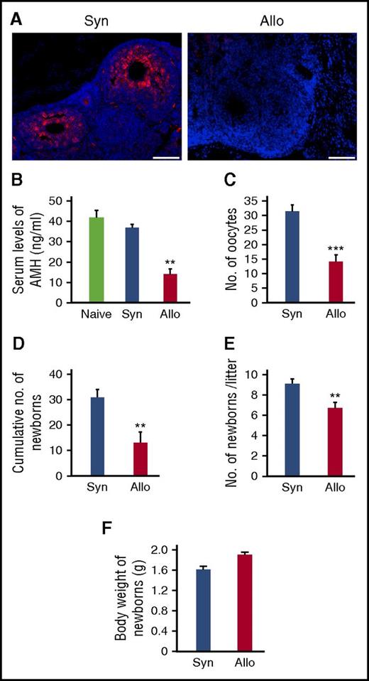Figure 3. Impaired ovary functions and fertility in GVHD. Mice were transplanted as in Figure 1A-D. (A) Immunofluorescent staining for AMH (red) with DAPI (blue) counter staining. Original magnification ×20. Scale bar, 100 µm. (B) Serum levels of AMH of naive (n = 6), syngeneic (n = 6), and allogeneic (n = 13) recipients on day +21 were shown as means ± SE. (C) Numbers of oocytes ovulated on stimulation with PMSG and hCG. Data from a representative of 2 similar experiments are shown as means ± SE. (D-F) Syngeneic (n = 6) and allogeneic (n = 9) recipients were mated with naive males repeatedly from day +14 to day +100 after SCT. Total numbers of newborns delivered by day +100 (D), numbers of newborns per litter (E), and body weight of newborns (F) are shown as means ± SE. **P < .01, ***P < .005.
