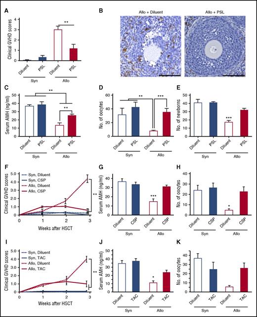 Figure 4. GVHD prophylaxis preserved ovarian functions and fertility. (A-D) Mice were transplanted as in Figure 1A-D, followed by the oral administration of 10 mg/kg PSL daily from day 0 to day +20. (A) Clinical GVHD scores on day +21 of diluent-treated (n = 6) and PSL-treated (n = 6) syngeneic recipients and diluent-treated (n = 13) and PSL-treated (n = 8) allogeneic recipients are shown as mean ± SE. (B) The ovary isolated on day +14 was stained with anti-CD3 mAbs (brown). Original magnification ×20. Scale bar, 100 µm. (C) Serum levels of AMH in diluent-treated (n = 6) and PSL-treated (n = 6) syngeneic recipients, and diluent-treated (n = 13) and PSL-treated (n = 8) allogeneic recipients, are shown as mean ± SE. (D) Numbers of oocytes ovulated on stimulation with PMSG and hCG in diluent-treated (n = 5) and PSL-treated (n = 4) syngeneic recipients and diluent-treated (n = 7) and PSL-treated (n = 6) allogeneic recipients are shown as means ± SE. (E) Recipients were orally treated with 10 mg/kg PSL daily from day 0 to day +14, and thrice a week thereafter. Recipients were mated with naive B6D2F1 males repeatedly from day +14 to day +150 after SCT. Total numbers of newborns delivered by day +150 from diluent-treated (n = 5) and PSL-treated (n = 5) syngeneic recipients and diluent-treated (n = 10) and PSL-treated (n = 10) allogeneic recipients. (F-H) 100 mg/kg CSP was orally given to the recipients on days 0 to +20 after SCT (n = 4-9 /group). Clinical GVHD scores (F), serum levels of AMH (G), and numbers of oocytes on ovulation induction (H) in diluent-treated (n = 7) and CSP-treated (n = 12) syngeneic recipients and diluent-treated (n = 7) and CSP-treated (n = 13) allogeneic recipients from 2 independent experiments are combined and shown as means ± SE. (I-K) 5 mg/kg TAC was orally given to the recipients on days 0 to +20 after SCT. Clinical GVHD scores (I) and serum levels of AMH (J) in diluent-treated (n = 5) and TAC-treated (n = 6) syngeneic recipients and diluent-treated (n = 4) and TAC-treated (n = 6) allogeneic recipients are shown as means ± SE. (K) The numbers of oocytes on ovulation induction in diluent-treated (n = 5) and TAC-treated (n = 4) syngeneic recipients and diluent-treated (n = 2) and TAC-treated (n = 4) allogeneic recipients are shown. *P < .05, **P < .01, ***P < .005.