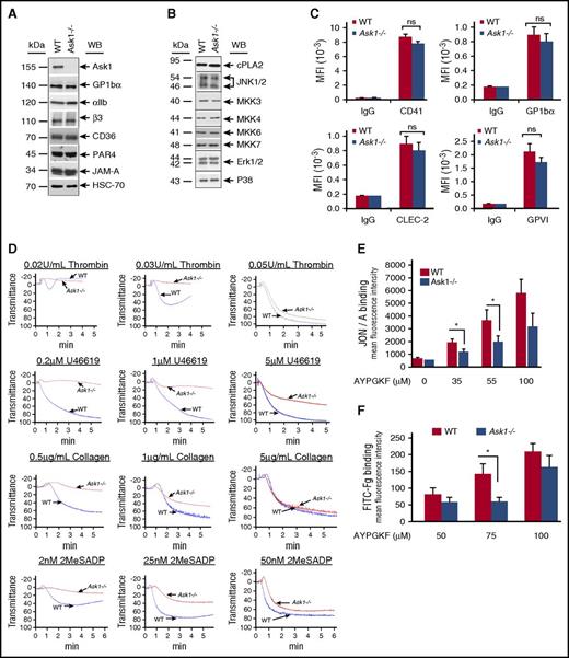 Figure 2. Platelet functions are defective in the absence of Ask1. (A-B) Representative Western blots of washed platelet lysates from WT and Ask1−/− mice blotted with antibodies specific to major platelet transmembrane proteins (A) and MAPK cascade proteins (B). (C) Quantitation of flow cytometric analysis of indicated surface protein expression from WT and Ask1−/− platelets. (D) Representative platelet aggregation tracings of platelet-rich plasma (PRP) from WT and Ask1−/− mice stimulated with 2 concentrations of agonists, as indicated. (E-F) Quantitation of flow cytometric analysis of PE-conjugated JON/A binding (E) and FITC-conjugated Fg binding (F) to WT and Ask1−/− mouse platelets stimulated with various concentrations of AYPGKF, as indicated. Data presented are from 3 independent experiments. CLEC2, C-type lectin-like receptor; MFI, mean fluorescence intensity; ns, not significant; WB, Western blot. *P < .05.