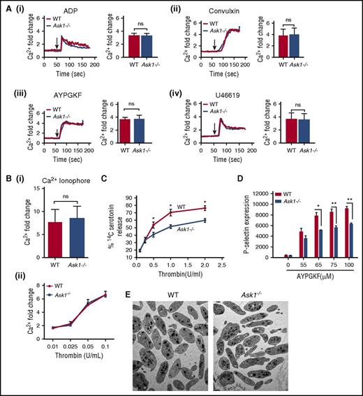 Figure 3. Ask1 regulates granular secretion. (A) Representative tracings of intracellular Ca2+ of Fluo-4 loaded washed platelets from WT and Ask1−/− mice stimulated with ADP (10 μM) (i), convulxin (10 ng/mL) (ii), AYPGKF (100 μM) (iii), and U46619 (5 μM) (iv) in the presence of 1 mM of extracellular Ca2+ (left panels). Quantitation of data from more than 3 experiments (right panels). (B) Quantitation of intracellular Ca2+ from WT and Ask1−/− platelets treated with Ca2+ ionophore (A23187, 10 μM) (i) and various concentrations of thrombin (ii). (C) Quantitation of 14C-serotonin release from platelets (2.5 × 108/mL) from WT and Ask1−/− mice stimulated with various concentrations of thrombin and measured using a liquid scintillation counter. (D) Quantitation of P-selectin surface expression of WT and Ask1−/− platelets. (E) Representative TEM images of WT and Ask1−/− null platelets. ns, not significant. Scale bar, 1 μm. *P < .05; **P < .01.