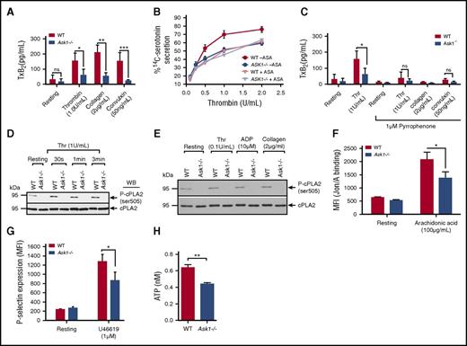 Figure 4. Thromboxane generation is defective in the absence of Ask1. (A) Quantitation of TxA2 generation measured as thromboxane B2 (TxB2) in washed platelets isolated from WT and Ask1−/− mice and stimulated with different agonists, as indicated. Data presented are from 3 independent experiments. (B) Quantitation of thrombin-induced 14C-serotonin secretion in WT and Ask1−/− platelets in the presence or absence of aspirin. (C) Quantitation of TxA2 generation induced by various agonists in WT and Ask1−/− platelets pretreated with pyrrophenone (1 μM) for 30 minutes. (D-E) Western blot of lysates of resting or thrombin-stimulated washed platelets (D) or indicated agonist-stimulated washed platelets (E) isolated from WT and Ask1−/− mice blotted using phosphospecific anti-cPLA2. The same blot was reprobed with anti-cPLA2 to ensure equal protein loading in all the lanes. A representative blot from 3 independent experiments is shown. (F) Quantitation of JON/A-binding in platelets from WT and Ask1−/− mice resting or treated with AA (100 μg/mL). (G) Quantitation of P-selectin expression in WT and Ask1−/− platelets resting or treated with U46619 (1 μM). (H) Quantitation of ATP secretion in platelets from WT and Ask1−/− mice resting or treated with U46619 (100 nM). ASA, acetylsalicylic acid. *P < .05; **P < .01; ***P < .001.
