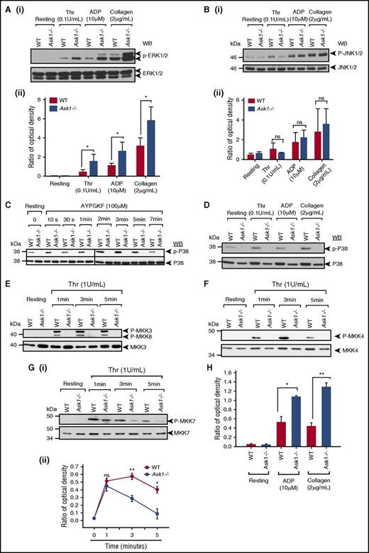 Figure 5. Ask1 regulates TxA2 generation through activation of p38 MAPK. (A-B) Western blots of lysates of WT and Ask1−/− platelets stimulated with thrombin (Thr), ADP, or collagen and blotted using phosphospecific anti-ERK1/2 (Ai) or phosphospecific anti-JNK1/2 (Bi). The same blots were reprobed with anti-ERK1/2 or anti-JNK1/2 to ensure equal protein loading in all the lanes. (Aii, Bii) Quantitation of data. (C) Western blots of lysates of WT and Ask1−/− platelets stimulated with AYPGKF for various time points and blotted using phosphospecific anti-p38. The same blot was reprobed with anti-p38 to ensure equal protein loading in all the lanes. Shown is a representative blot from 3 independent experiments. (D) Western blots of lysates from panel A blotted using phosphospecific anti-p38. The same blot was reprobed with anti-p38 to ensure equal protein loading in all the lanes. (E-G) Western blots of lysates of WT and Ask1−/− platelets stimulated with thrombin for indicated time points and blotted using phosphospecific anti-MKK3/6 (E), phosphospecific anti-MKK4 (F), or phosphospecific anti-MKK7 (Gi). The same blot was reprobed with anti-MKK3 (E), anti-MKK4 (F), or anti-MKK7 (Gi) to ensure equal protein loading in all the lanes. Shown is a representative blot from 3 independent experiments. (Gii) Quantitation of band density from panel Gi. (H) Quantitation of band density of Western blot of lysates from panel A, blotted using phosphospecific anti-MKK7 normalized to total MKK7. ns, not significant. *P< .05; **P< .01.