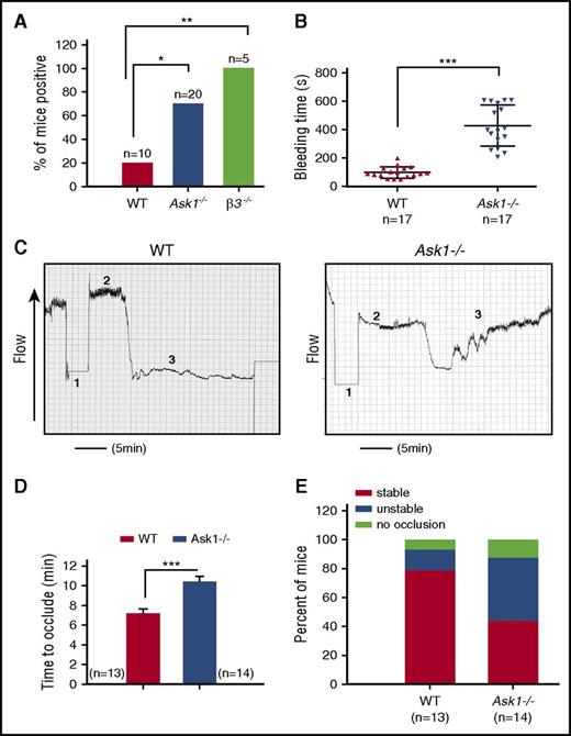 Figure 6. Ask1 regulates in vivo thrombosis. (A) Percentage of adult mice testing positive for fecal occult blood. (B) Tail-bleeding times performed by amputating the terminal 3-mm segment of the tail of anesthetized 4- to 6-week-old WT (n = 17) and Ask1−/− (n = 17) mice and immersing them into warm saline solution prior to genotyping. Bleeding time was measured as the time from the start of bleeding to cessation of bleeding. The bleeding was manually stopped for those for which bleeding continued for more than 10 minutes. (C) Tracings of Doppler flow of carotid artery after 10% FeCl3-induced injury in anesthetized 8- to 12-week-old WT (n = 13) and Ask1−/− (n = 14) mouse right common carotid artery. Duration of the injury is denoted by 1; time to occlusion is denoted by 2; cessation of flow is denoted by 3. (D) Quantitation of occlusion time from panel C. (E) Quantitation of percentage of mice from panel C with stable or unstable occlusion or no occlusion. *P < .05; **P < .01; ***P < .001.