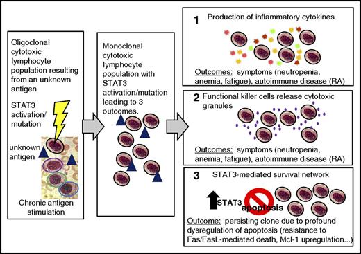 Figure 5. Model of LGL leukemia pathogenesis. Activation and expansion occur, resulting in an oligoclonal cytotoxic lymphocyte population (colored outline represents a distinct clone, blue triangle represents an unknown antigen). STAT3 is activated and may acquire a mutation. Chronic antigen stimulation leads to expansion of one dominant (monoclonal) cytotoxic lymphocyte population (all are outlined in black signifying the monoclonal population). Three outcomes occur. In panel 1, the production of inflammatory cytokines (starburst shapes representing: IFN-γ, IL-8, IL-10, IL-1β, IL-12p35, IL-18, IL-1Ra, RANTES, MIP1-α, and MIP1-β) causes symptoms such as neutropenia, anemia, and fatigue, and can also cause an autoimmune disease such as RA. In panel 2, the functional killer cells release cytotoxic granules containing perforin and granzyme B (purple dots); this leads to the same outcomes as in panel 1. In panel 3, the STAT3-mediated survival network results in a persisting clone due to profound dysregulation of apoptosis, including resistance to Fas/FasL-mediated death and upregulation of Mcl-1. IFN, interferon; MIP, macrophage inflammatory protein.