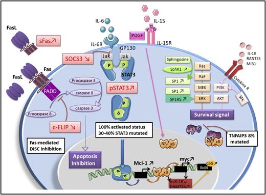 Figure 6. Key molecular abnormalities in LGL leukemia. Fas-mediated death-inducing signaling complex (DISC) inhibition: LGL leukemia cells are resistant to Fas-mediated apoptosis. sFas acts as a decoy receptor able to inhibit Fas-dependent apoptosis. Increased level of an inhibitory protein named cellular FADD-like IL-1 converting enzyme inhibitory protein (c-FLIP) contributes to the DISC formation defect. Jak/Stat3 pathway: Stat3 is constitutively activated in LGL leukemia and is responsible for the transcription of B-cell lymphoma 2 and myeloid cell leukemia 1 (Mcl-1) protein expression. Inhibition of Stat3 restores apoptosis of LGL cells whatever the Stat3 mutation status, which implies that Stat3 mutation is not itself mandatory to explain LGL clonal expansion. SOCS3, which inhibits the Jak/Stat3 pathway is significantly decreased in LGL leukemia. Survival signal: LGL leukemia shows a predominant expression of specificity protein 1 (SP1). Sphingosine kinase 1 (SphK1), which converts sphingosine into SP1 is increased in LGL leukemia and SphK1 inhibition leads to leukemic LGLs apoptosis. SP1 binding to SP1R activates a prosurvival signal through extracellular signal-regulated kinase 1/2 (ERK1/2) signaling. Moreover, the expression of SP1 receptor, mainly SP1R5, is increased in LGL leukemia. Ras–Raf-1–MEK1-ERK, phosphatidylinositol 3-kinase (PI3K)/AKT pathway are upregulated in LGL leukemia and the inhibition leads to LGL apoptosis. Increased activity of the PI3K-AKT signaling axis is found in T-LGL cells and participate in apoptotic inhibition. NF-κB activity is upregulated in LGL leukemia. NF-κB acts downstream of the PI3K-AKT pathway to prevent apoptosis through Mcl-1 independently of Stat3. A recurrent nonsynonymous mutation in the gene encoding an NF-κB signaling inhibitor, tumor necrosis factor alpha-induced protein 3 (TNFAIP3), was found in 8% of LGL leukemia patients. IL-15 and platelet-derived growth factor (PDGF): IL-15 promotes myc expression through the NF-κB pathway (model of IL-15 transgenic mouse). IL-15 is associated with an increase of global DNA methylation level in LGL leukemia through DNA methyltransferase 3A (DNMT3A) upregulation. The downregulation of microRNA-29 (miR-29) is responsible for the upregulation of DNMT3A, which induce methylation of the tumor suppressor gene Ibd4. GP130, glycoprotein 130; NF-κB, nuclear factor κB; pSTAT3, phosphoSTAT3; SFK, Src family kinase; SP1R5, specificity protein 1 receptor 5.
