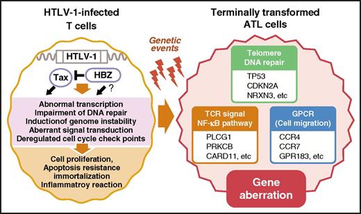 Figure 1. Comparison of molecular abnormalities between HTLV-1–infected T cells and transformed ATL cells. Many aspects of the ATL cell phenotype share common characteristics with that of untransformed HTLV-1–infected T cells expressing viral proteins, including Tax. Tax was shown to induce the majority of molecular changes observed in HTLV-1–infected cells, most of which are preserved in ATL cells that do not express Tax. Thus, this phenomenon is sometimes referred to as the signature of Tax. CARD11, caspase recruitment domain-containing protein 11; GPR183, G-protein coupled receptor 183; NRXN3, neurexin-3; PLCG1, phospholipase C, γ 1; PRKCB, protein kinase C β.