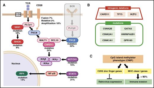 Figure 2. Schematic summary of genetic abnormalities in ATL cells. (A) Accumulation of mutations in TCR signaling and NF-κB pathway. (B) examples of minor mutations. Intragenic deletions and mutations in genes other than those involved in TCR signaling. (C) possible effects of cytosine guanine dinucleotide (CpG) island methylator phenotype (CIMP). CSNK2B, casein kinase II subunit β; CSNK2A1, casein kinase 2 α 1; CSNK1A1, casein kinase 1 α 1; HNRNPA2B1, heterogeneous nuclear ribonucleoproteins A2/B1; IKZF2, zinc finger protein Helios.