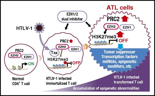 Figure 3. Epigenetic landscape of ATL cells. High levels of EZH2 expression is observed in HTLV-1–infected cells as well as in ATL cells. Tax and NF-κB can induce EZH2 expression. ATL cells are characterized by PRC2 overexpression and H3K27 m3 accumulation, the level of which appears to progress with clonal progression.