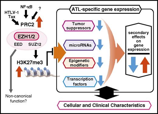 Figure 4. Accumulation of H3K27m3 as the basis of ATL cell phenotype. PRC2-mediated accumulation of H3K27 me3 suppresses important genes such as tumor suppressors, miRNAs, epigenetic modifiers, and transcription factors, culminating in abnormalities in regulation of downstream genes that determine the phenotype of ATL cells.