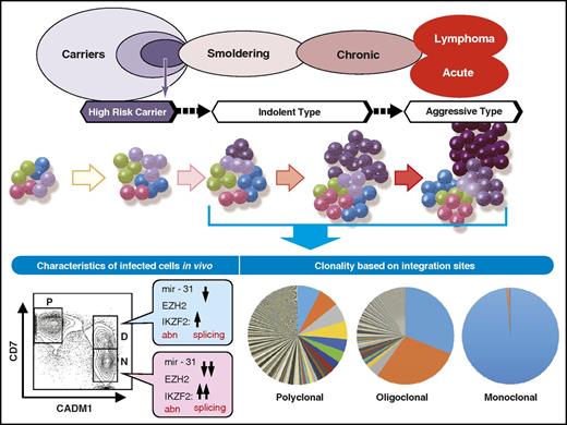 Figure 5. Schematic description of clonal progression and phenotypic changes. HTLV-1–infected T cells and ATL cells in vivo are now available for molecular analyses. Accumulating data indicate that epigenetic abnormalities occur early during leukemogenesis, as untransformed HTLV-1–infected cells show evidence of epigenetic abnormalities that are observed in ATL cells as well. The extent of clonality during HTLV-infection and progression to ATL have been characterized in detail by recent studies that provide information on clonal progression based on integration sites.