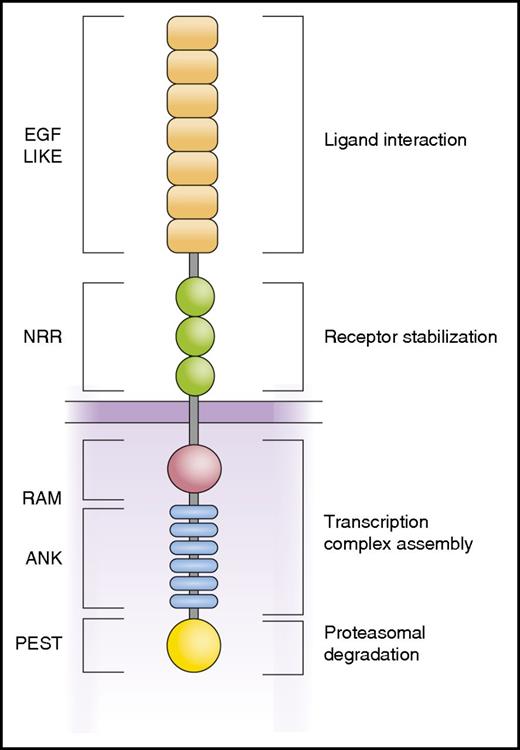 Figure 1. Schematic representation of the NOTCH1 receptor. NOTCH1 is a class I transmembrane protein with a modular structure. The N-terminal EGF repeats are involved in interaction with Jagged and Δ-like ligands. The NRR holds the receptor inactive in the absence of ligand by limiting the access of the ADAM10 protease. Intracellular domains include the RAM (RBP-Jκ–associated module) and ANK (ankyrin repeat) domains involved in the interaction with the RBPJ DNA binding protein and the recruitment of transcriptional coactivators and the C-terminal PEST domain responsible for termination of NOTCH1 signaling by FBXW7-mediated proteasomal degradation.