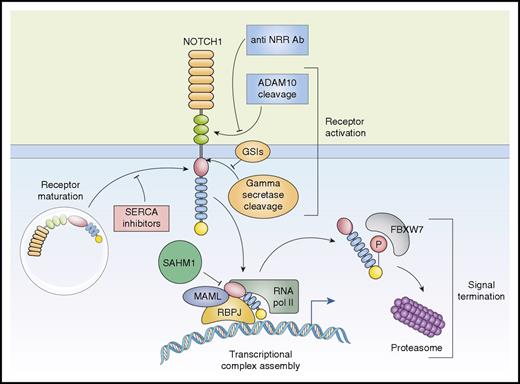 Figure 2. Activation and therapeutic targeting of the NOTCH1 signaling in T-ALL. The NOTCH1 receptor is synthesized as a precursor protein that undergoes maturation in the trans-golgi network before being expressed in the plasma membrane. Maturation and processing of NOTCH1-mutant proteins that destabilize the NRR regulatory region are sensitive to inhibition of SERCA calcium channels with thapsigargin. Activation of NOTCH1 is initiated by cleavage of the receptor by ADAM10 protease. Antibodies (Ab) that recognize and protect the NRR preclude metalloprotease processing of NOTCH1, thus abrogating receptor activation. After ADAM10 processing, NOTCH1 is cleaved in the transmembrane region by the γ-secretase complex, which can be inhibited by small-molecule GSIs. After release from the membrane, the intracellular active portion of the receptor translocates to the nucleus where it interacts with the RBPJ DNA-binding protein and recruits the MAML1 transcriptional coactivator. Assembly of the ICN1-RBPJ-MAML1 complex and activation of NOTCH1 target genes can be inhibited by SAHM1, a stapled peptide. P, phosphorylation; pol II, polymerase II.