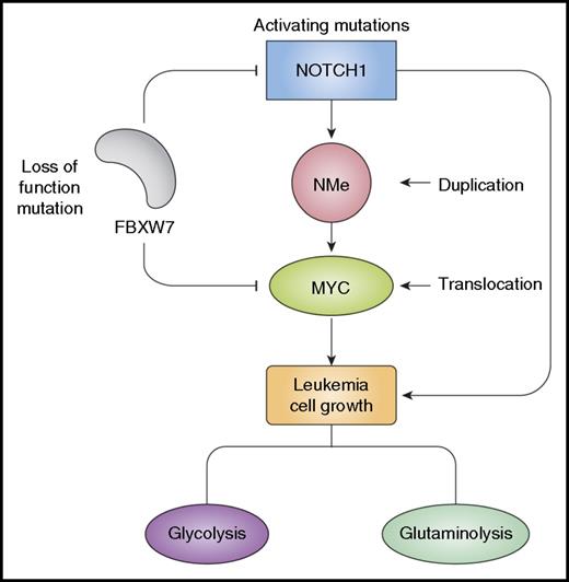 Figure 3. NOTCH1 and MYC regulate leukemia cell growth. Activation of NOTCH1 signaling in T-ALL is typically triggered by activating mutations in the NOTCH1 gene and loss of function mutations in FBXW7. NOTCH1 directly activates MYC expression via NMe, a long-range NOTCH-dependent T-cell–specific enhancer duplicated in about 5% of T-ALLs. Chromosomal translocations involving MYC can also be found in 1% of T-ALLs, and FBXW7 mutations contribute to activating MYC expression by stabilizing the MYC protein. NOTCH1 and MYC regulate common transcriptional targets in a feed-forward loop circuitry that promotes leukemia cell growth, proliferation, and self-renewal.