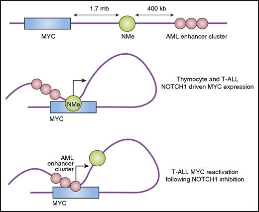 Figure 4. Long-range enhancers control the expression of MYC in T-ALL. During T-cell development and in the context of T-ALL, NOTCH1 activates MYC expression via interaction of the NMe long-range enhancer with regulatory elements in the MYC promoter. In some T-ALL cell lines, sustained NOTCH1 inhibition with GSIs selects a persistent population in which MYC is reactivated independently of NOTCH via recruitment of a further distal group of enhancers normally active in the myeloid compartment (acute myeloid leukemia or AML enhancer cluster).