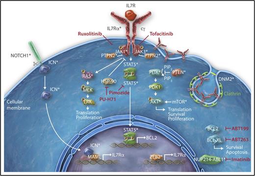Figure 1. Deregulation of the JAK-STAT signaling cascade in T-ALL. Representation of the different oncogenic mechanisms that lead to aberrant activation of the IL7 signaling in T-ALL. Interaction of IL7 with the heterodimeric IL7R induces reciprocal JAK1 and JAK3 phosphorylation and subsequent recruitment of STAT5. STAT5 dimerizes and translocates to the nucleus where it induces transcription of the prosurvival factor BCL2. IL7 also activates the RAS-MAPK and PI3K kinase pathways. IL7 signaling can indirectly be enhanced by abnormal NOTCH1 signaling, constitutive expression of ZEB2, or by increased presentation of IL7R on the cell surface of thymocytes due to impaired clathrin-dependent endocytosis caused by DNM2 mutations. Promising therapeutic agents targeting the oncogenic IL7-JAK-STAT cascade are indicated in red. *Proteins that are mutated in T-ALL.
