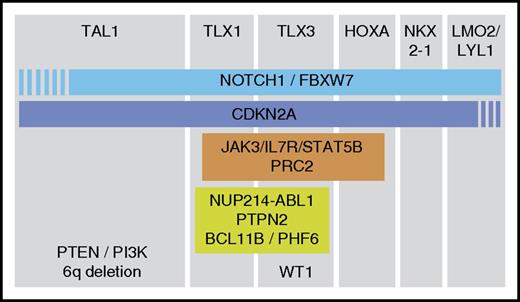 Figure 2. Representation of the cooperation of oncogenic events. The major subclasses of T-ALL are shown based on the expression of the transcription factors TAL1, TLX1, TLX3, HOXA genes, NKX2-1, or LMO2/LYL1. For each subclass, additional genes are shown that are most frequently mutated in that subclass. The PRC2 complex contains EZH2, SUZ12, and EED.