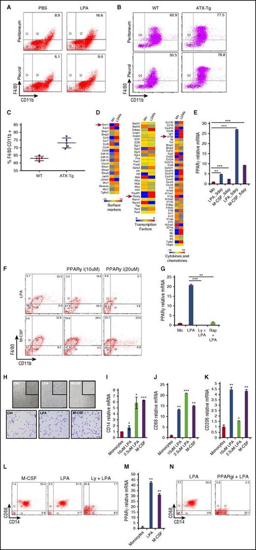 Figure 2. LPA generates macrophages in vivo and in humans through a common transcription factor, PPARγ, both in mice and humans. (A) FACS plots showing percentage of CD11b+ and F4/80+ macrophages elicited in peritoneal and pleural cavities of C57BL/6 mice injected with 3% thioglycollate in the absence or presence of 20 µg LPA. PBS, phosphate-buffered saline. (B) FACS plots showing percentage of CD11b+ and F4/80+ macrophages elicited in peritoneal and pleural cavities of FVB (FVB-WT) and FVB-ATX-Tg mice injected with 3% thioglycollate. (C) Proportion of peritoneal macrophages positive for F4/80 CD11b in FVB WT and FVB ATX-Tg mice. (D) Heat map showing the expression of surface markers, transcription factors, and cytokine-related genes in monocytes (Mo) and LPA-derived macrophages (LDMa). (E) Quantification of PPARγ mRNA in mouse monocytes and macrophages derived from LPA or M-CSF–treated mouse monocytes for different days. (F) FACS plots showing percentage of CD11b and F4/80 macrophages in monocytes pretreated with different doses of PPARγ inhibitor and cultured in the presence of LPA or M-CSF for 5 days. (G) Quantification of PPARγ in monocytes (control), monocytes treated with LPA, and monocytes pretreated with Akt inhibitor or mTor inhibitor and cultured further in medium supplemented with LPA for 5 days. Rap, rapamycin. (H) Representative phase contrast and Giemsa-stained images of human monocytes cultured in RPMI only (control) and human monocytes cultured in medium with 2.5 µM LPA and 10 ng/mL M-CSF for 7 days. (I-K) Quantification of CD14, CD68, and CD206 mRNA in human monocytes and macrophages derived from human monocytes cultured with different doses of LPA or M-CSF at day 5. (L) FACS plots showing percentage of CD14+ and CD68+ macrophages in monocytes treated with M-CSF, LPA, or Akt inhibitor (LY294002)-pretreated monocytes cultured in medium with LPA for 5 days. (M) Quantification of PPARγ-relative mRNA in human monocytes and monocytes cultured in medium with LPA or M-CSF for 7 days. (N) FACS plots showing percentage of CD14+ and CD68+ macrophages in human monocytes cultured with or without PPARγ inhibitor in the presence of LPA for 5 days. Graphs depict mean ± SD of 4 or 5 mice. Data are representative of 2 independent experiments. Error bars represent SD. Scale bars, 100 μm. Student t test was used for all statistical analyses (***P < .001).