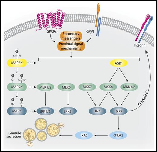 ASK1 is a critical MAP3K in platelet activation. Physiological agonists acting through either G-protein-coupled receptors (GPCRs) or glycoprotein VI (GPVI) stimulate secondary messengers and proximal signaling events that activate MAP3Ks, such as ASK1. ASK1 activates MAP2Ks, including MKKs 3, 4, and 6, leading to the stimulation of p38.10 p38 both phosphorylates cytoplasmic phospholipase A2 (cPLA2), stimulating TxA2 generation, and facilitates integrin activation and granule secretion. JNK, ERK1/2, and ERK5 are controlled by alternative upstream activation mechanisms. Professional illustration by Somersault18:24.
