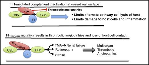 FH regulation of complement involves interacting with the host cell on the carboxyl terminal domains and interacting with complement C3b and FI on the amino terminal of the protein. This interaction results in inactivation of C3b (iC3b), prevention of host cell lysis and inflammation, and prevention of complement-mediated micro- and macrothrombotic angiopathies. A mutation on the carboxyl end of FH at W1206R (W1183R in human) results in a loss of host cell contact by FH without affecting regulation of complement. This loss of host cell interaction appears to result in a multiorgan thrombotic angiopathy, including stroke, retinopathy, and TMA, which leads to renal failure.