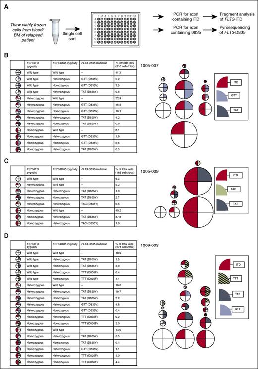 Figure 2. Genetic heterogeneity revealed by single-cell sorting of samples from patients relapsed on quizartinib. (A) Schematic of experimental setup for single-cell sorting followed by FLT3 mutation genotyping. Percent of cells with indicated FLT3 genotype in patients (B) 1005-007, (C) 1005-009, and (D) 1009-003. Each circle represents a particular FLT3 genotype. The relative size of circles is representative of the relative proportion of the overall population with that genotype.