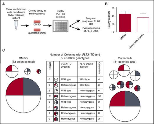 Figure 3. Genetic heterogeneity in colonies grown from a patient relapsed on quizartinib. (A) Schematic of experimental setup for genotyping of colonies grown from bone marrow of a patient relapsed after a response to quizartinib. (B) Number of colonies after 14 days in methylcellulose in dimethyl sulfoxide (DMSO) and 20 nM quizartinib. Error bars represent standard error of triplicate platings. (C) FLT3 genotype of single colonies plucked from methylcellulose after 14 days of growth in DMSO or 20 nM quizartinib. Each circle represents a particular FLT3 genotype. The relative size of circles is representative of the relative proportion of the overall population with that genotype. Number of colonies with each genotype is shown for DMSO (left) and quizartinib 20 nM (right).