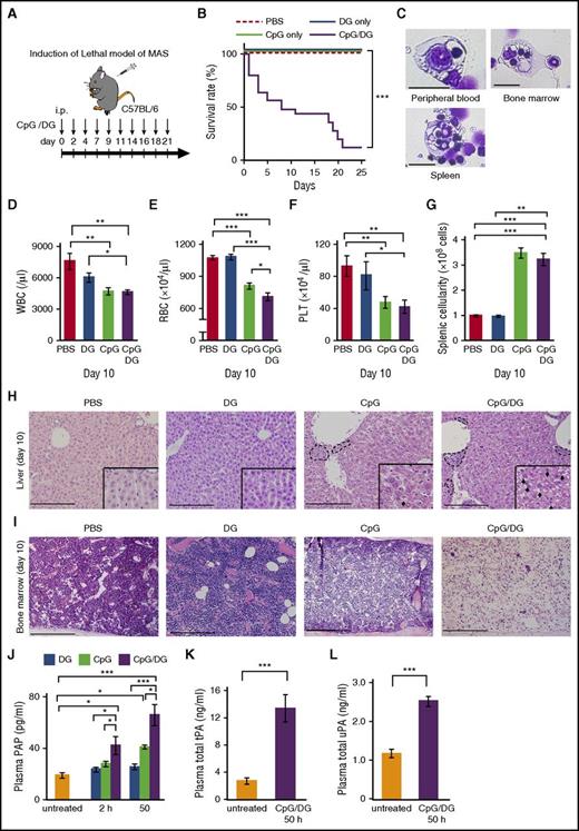 Figure 1. Fulminant MAS in mice after injection with TLR9 agonist, CpG, and DG leads to the activation of plasminogen/plasmin. (A) CpG and DG were administered intraperitoneally into 8-week-old female C57BL/6 mice at days 0, 2, 4, 7, 9, 11, 14, 16, 18, and 21 (0h, 48h, 96h, 168h, …). (B) Survival rate of PBS- (n = 10), DG- (n = 10), CpG- (n = 10), or CpG/DG-injected mice (n = 25). (C) Wright-Giemsa–stained slides of peripheral blood, BM, and spleen cells of CpG/DG-injected mice at day 10 show engulfment of erythrocytes in macrophages, so-called hemophagocytosis. Bar represents 20 μm. (D-F) (D) Counts of white blood cells (WBC), (E) red blood cells (RBC), and (F) platelets (Plt) of PBS-, DG-, CpG-, or CpG/DG-injected mice at day 10 (n = 5-7 per group). (G) Number of mononuclear cells in spleens of PBS-, DG-, CpG-, or CpG/DG-injected mice at day 10 (n = 5-7 per group). (H) Representative images of hematoxylin-and-eosin (H&E)–stained sections of the liver from PBS-, DG-, CpG-, or CpG/DG-injected mice at day 10. Bars represent 200 μm. Black dotted lines indicate mononuclear cell infiltration; black arrows, hepatocellular degeneration. (I) Representative images of H&E-stained sections of the BM from PBS-, DG-, CpG-, or CpG/DG-injected mice at day 10. Bars represent 200 μm. (J) Plasma PAP levels of untreated mice, DG-, CpG-, or CpG/DG-injected mice at 2 hours and 50 hours (n = 5-7 per group). (K) Plasma levels of total tPA of untreated mice and CpG/DG-injected mice 50 hours after CpG/DG injection (n = 5-6 per group). (L) Plasma levels of total uPA of untreated mice and CpG/DG-injected mice 50 hours after CpG/DG injection (n = 5-6 per group). Data represent mean ± SEM. *P < .05, **P < .01, ***P < .001, using 1-way ANOVA with the Tukey posttest or the unpaired, 2-tailed Student t test for significance and using the log-rank test for survival curves.