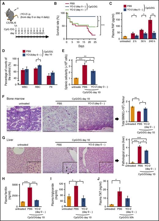 Figure 2. Plasmin inhibitor treatment prevents MAS-associated lethality and tissue destruction. (A) Experimental schedule for the induction of MAS using CpG/DG intraperitoneal injections, and cotreatment with the plasmin inhibitor YO-2 starting from day 0 or from day 4. (B) Survival rate of CpG/DG-injected mice treated with PBS (n = 20) or YO-2 with treatment starting on day 0 (day 0∼; n = 15) or day 4 (day 4∼; n = 15). (C) PAP levels were determined at indicated time points in plasma samples of control and CpG/DG-injected mice coinjected with PBS or YO-2 (n = 5-10 per group). (D) Percentage of WBC, RBC, and Plt in CpG/DG-injected mice treated with PBS or YO-2 (day 0∼) at day 10 (n = 10 per group) (set as 100% for day 0). (E) Spleen cell counts at day 10 of untreated and CpG/DG-injected mice administered with PBS or YO-2 (day 0∼) (n = 7 per group). (F) Representative images of H&E-stained BM sections of untreated and CpG/DG-injected mice treated with PBS or YO-2 (day 0∼) at day 10. Scale bars = 200 μm. Right panel, Total number of BM nucleated cells per femur (n = 5 per group). (G) Representative images of H&E-stained liver sections from untreated and CpG/DG-injected mice treated with PBS/carrier or YO-2 (day 0∼) at day 10. Scale bars = 200 μm. Black dotted lines indicate mononuclear cell infiltration; black arrows, hepatocellular degeneration. Right panel, Histopathological liver score in groups of these mice (n = 5 per group). Cell infiltration: none = 0, mild = 1, moderate = 2, severe = 3. Liver damage: none = 0, mild = 1, moderate = 2, severe = 3. (H) Plasma ferritin levels of untreated mice and CpG/DG-injected mice injected with PBS or YO-2 at day 10 (n = 5 per group). (I) Plasma triglyceride levels of untreated mice and CpG/DG-injected mice treated with PBS or YO-2 at day 10 (n = 5 per group). (J) Plasma TAT levels of untreated mice and CpG/DG-injected mice treated with PBS or YO-2 50 hours after CpG/DG injection (n = 5 per group). Data represent mean ± SEM. *P < .05, **P < .01, ***P < .001, using 1-way ANOVA with the Tukey posttest or the unpaired, 2-tailed Student t test for significance and using the log-rank test for survival curves. BMNC, bone marrow nucleated cells; i.p., intraperitoneally.
