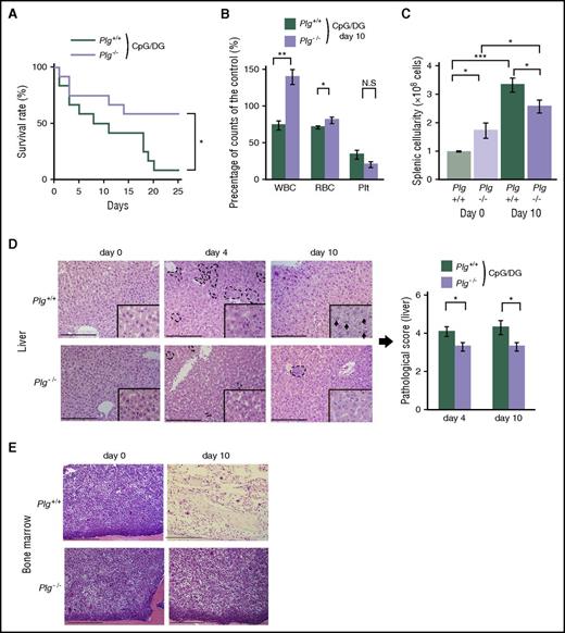 Figure 3. Plasminogen deficiency suppresses clinical symptoms of MAS in CpG/DG-injected mice. (A) Survival rate of CpG/DG-injected Plg+/+ or Plg−/− mice (n = 12 per group). (B) Percentage of WBC, RBC, and PLT set as 100% for day 0 in CpG/DG-injected Plg+/+ or Plg−/− mice at day 10 (n = 6-8 per group). (C) Mononuclear spleen cell counts of CpG/DG-injected Plg+/+ or Plg−/− mice at day 0 and day 10 (n = 5-7 per group). (D) Representative images of H&E-stained sections of liver isolated from CpG/DG-injected Plg+/+ or Plg−/− mice at days 0, 4, and 10. Scale bars = 200 μm. Black dotted lines indicate mononuclear cell infiltration; black arrows, hepatocellular degeneration. Right panel, Histopathological liver score in groups of these mice (n = 5 per group). (E) Representative H&E-stained BM section images of CpG/DG-injected Plg+/+ or Plg−/− mice at day 0 and day 10. Scale bars = 200 μm. Data represent mean ± SEM. *P < .05, **P < .01, ***P < .001, using 1-way ANOVA with the Tukey posttest or the unpaired, 2-tailed Student t test for significance and using the log-rank test for survival curves. N.S., not significant.