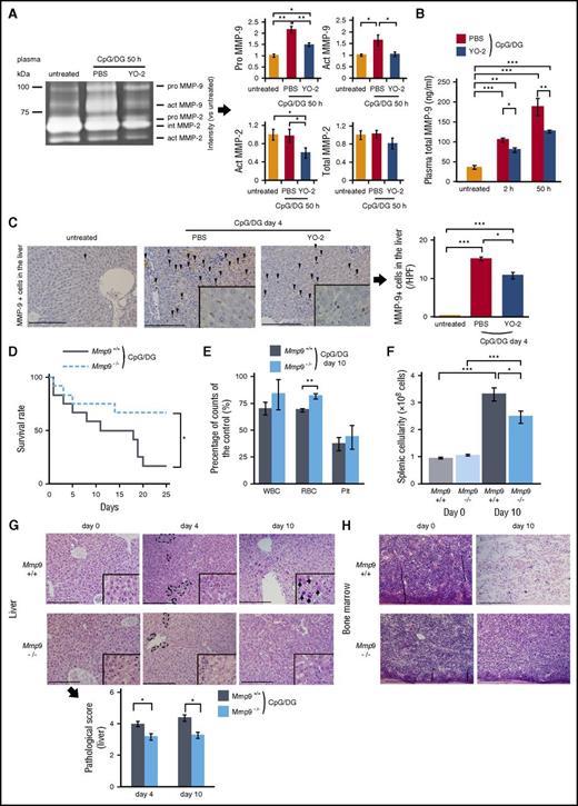 Figure 4. Plasmin drives MMP-9 upregulation worsens clinical outcome in CpG/DG-injeceted MAS mice. (A) Blood samples retrieved 50 hours after CpG/DG injection from control and CpG/DG-injected mice treated with PBS or YO-2 were analyzed by gelatin zymography. Right panels, The quantification of the intensity of pro MMP-9, active MMP-9, active MMP-2, and total MMP-2 bands were analyzed by comparing to the bands of untreated mice (n = 3 per group). (B) Total plasma MMP-9 levels of untreated mice and CpG/DG-injected mice treated with PBS or with YO-2 at indicated time points (n = 5-7 per group). (C) Representative images of MMP-9 immunostained liver sections derived from untreated mice and CpG/DG-injected mice treated with PBS or YO-2 at day 4. Scale bars = 200 μm. Black arrows indicate MMP-9+ cells. Right panel, The quantification of MMP-9+ cells in liver sections from untreated and CpG/DG-injected mice treated with PBS or YO-2 at day 4 (n = 5 per group). (D) Survival rate of CpG/DG-injected Mmp9+/+ or Mmp9−/− mice (n = 12 per group). (E) Percentage of blood counts of CpG/DG-injected Mmp9+/+ or Mmp9−/− mice at day 10 (n = 6-8 per group) (set as 100% for day 0). (F) Spleen cell number from CpG/DG-injected Mmp9+/+ or Mmp9−/− mice at day 0 and 10 (n = 5 per group). (G) Representative images of H&E-stained liver sections of CpG/DG-injected Mmp9+/+ or Mmp9−/− mice at day 0, 4, and 10. Scale bars = 200 μm. Black dotted lines indicate mononuclear cell infiltration; blue arrows, hepatocellular degeneration. Bottom panel, histopathological scores of CpG/DG-injected Mmp9+/+ or Mmp9−/− mice at day 4 and 10 (n = 5 per group). (H) Representative images of H&E-stained BM sections of CpG/DG-injected Mmp9+/+ or Mmp9−/− mice at day 0 and day 10. Bars represent 200 μm. Data represent mean ± SEM. *P < .05, **P < .01, ***P < .001, using 1-way ANOVA with the Tukey posttest or the unpaired, 2-tailed Student t test for significance and using the log-rank test for survival curves. HPF, high-powered field.
