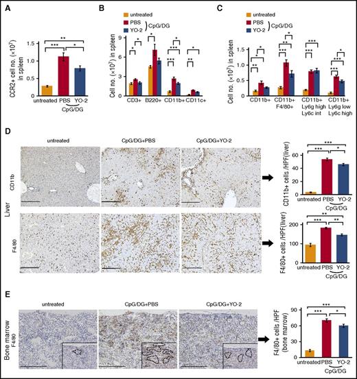 Figure 6. YO-2 treatment suppresses the infiltration of inflammatory cells into spleen, liver, and BM of CpG/DG-injected mice. (A) Absolute numbers of CCR2+ cells in spleen derived from untreated and CpG/DG-injected mice after treatment with PBS or YO-2 at day 7 (n = 5-7 per group). (B) Absolute numbers of CD3+, B220+, CD11b+, and CD11c+ cells in spleens of untreated and CpG/DG-injected mice following treatment with PBS or YO-2 as determined at day 7 (n = 5-7 per group). (C) Absolute numbers of these 4 fractions of CD11b+ cells in the spleen of untreated mice and CpG/DG-injected mice treated with PBS or YO-2 at day 7 (n = 5-7 per group). (1) CD11b+CD11c+ (myeloid dendritic cell), (2) CD11b+F4/80+ (macrophage), (3) CD11b+Ly6ghighLy6cint (neutrophil), (4) CD11b+Ly6glowLy6chigh (inflammatory monocyte). (D) Representative images of the immunostaining of CD11b and F4/80 of liver sections derived from untreated and CpG/DG-injected mice treated with PBS or YO-2 at day 4 (left panels; bars represent 200 μm). Right panel, the quantification of indicated positive cells per HPF in different treatment groups (n = 5 per group). (E) Representative images of the immunostaining of F4/80 of BM sections of untreated mice and CpG/DG-injected mice treated with PBS or YO-2 at day 4. Scale bars = 200 μm. Black lines indicate F4/80+ cells. Right panel, The quantification of F4/80+ cells per HPF of tissue sections (n = 5 per group). Data represent mean ± SEM. *P < .05, **P < .01, ***P < .001, using 1-way ANOVA with the Tukey posttest or the unpaired, 2-tailed Student t test for significance.