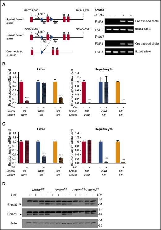 Figure 2. Confirmation of hepatocyte Smad1 and/or Smad5 ablation in conditional knockout mice. (A) Schematic depictions of loxP-flanked (floxed) Smad1 or Smad5 allele and the allele after Cre recombinase-mediated excision. F and R indicate forward and reverse primers used for PCR genotyping (left). PCR analysis of genomic DNA extracted from total liver (containing both hepatocytes and nonparenchymal cells) of double-knockout Smad1fl/fl;Smad5fl/fl;Cre+ mice and littermate Cre− controls at 8 weeks of age (right). (B-C) Relative Smad5 (B) and Smad1 (C) mRNA levels in the total liver (n = 7-9 per group; 8 weeks of age) and isolated hepatocytes (n = 3-4 per group; 6 weeks of age) of Smad5fl/fl;Cre+, Smad1fl/fl;Cre+, and Smad1fl/fl;Smad5fl/fl;Cre+ mice compared with their respective littermate Cre− controls. Transcripts were normalized to Rpl19, and the average of the respective Cre− control mice was set to 1. Values represent mean ± standard error of the mean. ***P < .001 relative to the respective Cre− controls by Student t test. (D) Western blot analysis of Smad5 and Smad1 in the livers of Smad5fl/fl;Cre+, Smad1fl/fl;Cre+, and Smad1fl/fl;Smad5fl/fl;Cre+ mice compared with their respective littermate Cre− controls at 8 weeks of age. Actin is used as a loading control.