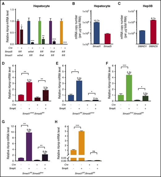 Figure 5. Hepcidin is induced by Bmp6 in primary hepatocytes from mice lacking 2 or 3 Smad1/5 alleles but not in double-knockout mice. (A,D-H) Primary hepatocytes were isolated from 6-week-old male Smad5fl/fl;Cre+, Smad1fl/fl;Cre+, Smad1fl/wt;Smad5fl/fl;Cre+, Smad1fl/fl;Smad5fl/wt;Cre+, Smad1fl/fl;Smad5fl/fl;Cre+, and littermate Cre− control mice using 2-step collagenase digestion and cultured in collagen-coated plates. Cells were serum starved with 1% fetal bovine serum overnight before Bmp6 stimulation for 6 hours. Hepatocyte Hamp mRNA levels were determined at baseline (A; n = 4-5 per group) and after stimulation with Bmp6 (D-H; n = 3-5 per group) for each genotype. Transcript levels were normalized to Rpl19, and the average of the respective Cre− control mice without Bmp6 stimulation was set to 1. Values represent mean ± standard error of the mean. *P < .05; **P < .01; ***P < .001 relative to the respective Cre− controls (A) or unstimulated cells of the same genotype (D-H) by Student t test. Fold induction of Hamp mRNA in Bmp6-stimulated versus -nonstimulated cells for each genotype is indicated. (B-C) Smad1 and Smad5 mRNA copy numbers were determined using Taqman primers with probes targeting all known variants and quantitative reverse-transcriptase PCR in mouse primary hepatocytes (B) and human Hep3B cells (C; n = 4 per group). ns, not significant.
