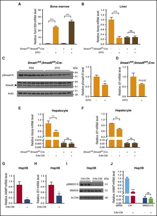 Figure 6. Smad1 and Smad5 are required for EPO and erythroferrone suppression of hepcidin in mice. Smad1fl/fl;Smad5fl/fl;Cre+ and littermate Cre− mice at 6 weeks of age were injected with phosphate-buffered saline (PBS) or EPO (200 U per mouse), and tissues were harvested after 15 hours to determine bone marrow Fam132b mRNA expression (A), liver Hamp mRNA (B), liver phosphorylated Smad1/5 protein (C), and liver Id1 mRNA levels (D). Primary hepatocytes isolated from 6-week-old male Smad1fl/fl;Smad5fl/fl;Cre+ and littermate Cre− mice (E-F) and Hep3B cells (G-I) were treated with conditioned medium containing 50% (volume-to-volume ratio) cell supernatant from control HEK293T cells (Ctrl-CM) or Erfe-CM for 15 hours (E-F) or 6 hours (G-I), and the relative mRNA levels of Hamp (E,G), Id1 (F,H), and pSMAD1/5 protein (I) were determined. (J) Hep3B cells were transfected with control siRNA or SMAD1 and SMAD5 siRNA for 48 hours before 6-hour Ctrl-CM or Erfe-CM treatment, and relative HAMP mRNA levels were determined. Transcript levels measured by quantitative reverse-transcriptase PCR were normalized to Rpl19, Smad1/5 phosphorylation levels determined by immunoblot were normalized to total Smad5, and the average of PBS-treated Cre− control mice or Ctrl-CM–treated cells was set to 1. Representative immunoblots are shown. Values represent mean ± standard error of the mean (n = 4-5 mice per group in panel A; n = 10 mice per group in panels B-D; n = 4 per group in panels E-F; n = 3 per group in panels G-J). *P < .05; **P < .01; ***P < .001 relative to PBS-treated mice or Ctrl-CM–treated cells of the same genotype by Student t test. ns, not significant.