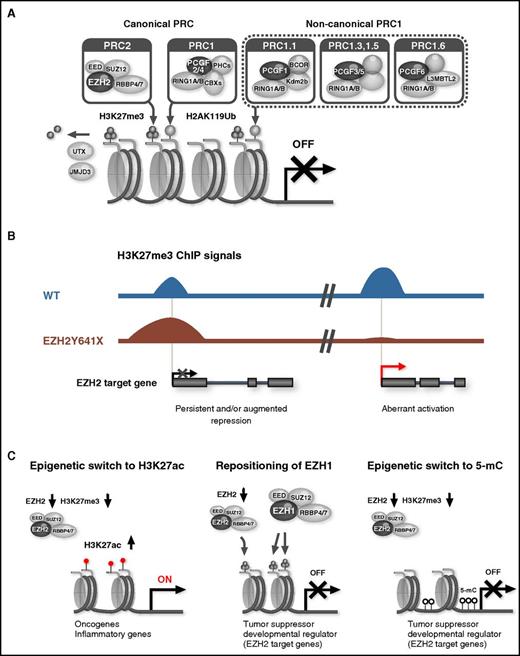 Figure 1. PcG complexes and aberrant polycomb functions in hematological malignancies. (A) Composition of canonical and noncanonical PcG complexes. (B) Oncogenic functions of activating EZH2 mutants. EZH2Y641 mutants (Y641E, Y641F, Y641N, Y641S, Y641C, and Y641H) increase the global abundance of H3K27me3 and reinforce the repression of EZH2 target genes (left). They also cause the widespread redistribution of H3K27me3, inducing the aberrant activation of EZH2 target genes (right). ChIP, Chromatin ImmunoPrecipitation; WT, wild type. (C) Tumor suppressive function of PRC2. An EZH2 insufficiency induces the activation of PRC2 target genes via a methylation-to-acetylation switch at H3K27 at promoters, thereby conferring a growth advantage to malignant clones (left). Key tumor suppressor and developmental regulator genes are largely maintained in a transcriptionally repressed state in EZH2-insufficient hematopoietic stem and progenitor cells (HSPCs) via the locus-specific repositioning of EZH1 to the EZH2 target loci (middle) and an epigenetic switch from H3K27me3 to DNA methylation at EZH2 target genes (right).