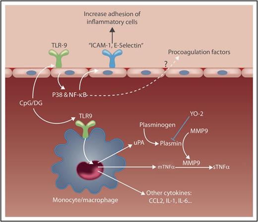 Plasmin has a central role in the regulation of the inflammatory response via MMP9 activation. Administration of CpG/DG activates TLR-9 in different cell populations, which stimulates the secretion of urokinase-type plasminogen activator that will modify plasminogen into its active form, plasmin. The activation of TLR-9 in monocyte/macrophages will activate production of a cytokine storm, which involves the production of transmembrane TNFα, chemokine ligand 2 (CCL2), and interleukin-1 (IL-1) and IL-6. Notably, the generation of plasmin promotes the activation of MMP9, which will cleave mTNFα into its soluble form (sTNFα), increasing the inflammatory response. The transient inhibition of plasmin with YO-2 decreases the inflammatory response, increasing the viability of treated mice; however, it did not affect the increase in blood coagulation markers, suggesting that CpG/DG activates the coagulation cascade in a plasmin-independent manner. This response might be mediated by the activation in endothelial cells of the NFκB pathway, which has been described as being activated by CpG and being involved in the inflammatory and coagulation responses mediated by endothelial cells. mTNFα, membrane TNF-α; uPA, urokinase-type plasminogen activator. Professional illustration by Somersault18:24.