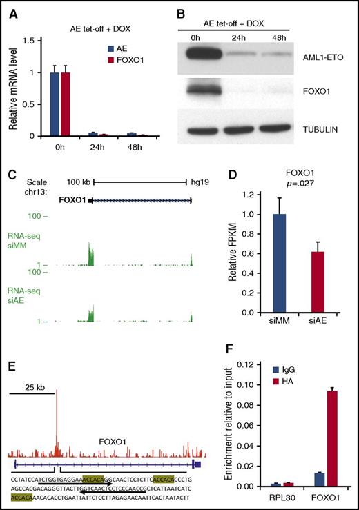 Figure 2. Upregulation of FOXO1 depends on the presence of AE. qPCR and immunoblot analysis to determine FOXO1 mRNA (A; n = 3, error bars represent SD) and protein (B) in AE-tet-off system following doxycycline (DOX) addition. (C and D) RNA-seq analysis of FOXO1 expression of Kasumi-1 cells transected with control siRNA (siMM) or AE siRNA (siAE). RNA-seq tracks (C) and relative fragments per kilobase of transcript per million mapped reads (FPKM) values (D) are shown. n = 3; error bars represent SD. P value was calculated by unpaired 2-tailed Student t test. (E) ChIP-seq analysis showed AE binding patterns at FOXO1 locus in Kasumi-1 cells. The sequence of the binding peak is shown with RUNX1 binding motifs highlighted. (F) ChIP-qPCR analysis of chromatin occupancy of AE (HA-tagged) at FOXO1 locus in AE cells, with primers indicated in panel E by arrow. RPL30 locus was used as negative control. n = 3; error bars represent SD. IgG, immunoglobulin G.