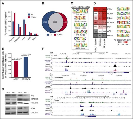 Figure 6. FOXO1 regulates AE key target genes. (A) Genomic location of AE and FOXO1 binding sites. (B) Venn diagram showing the overlap between AE and FOXO1 ChIP-seq peaks. (C) Enriched transcription factor binding motifs in jointly bound AE and FOXO1 ChIP-seq peaks. (D) Percentage of peaks containing predicted enriched motifs. (E) Percentage of AE-regulated genes associated with both AE and FOXO1 binding. (F) ChIP-seq tracks at SOX4, MPL, and UBASH3B loci showing binding patterns of AE and FOXO1 in AE cells, H3K9Ac in Kasumi-1 cells, and layered H3K27Ac peaks of 7 cell lines from ENCODE. Arrows indicate jointly bound AE and FOXO1 peaks. (G) Immunoblot to determine protein levels of MPL, UBASH3B, and SOX4 upon FOXO1 knockdown in AE cells.