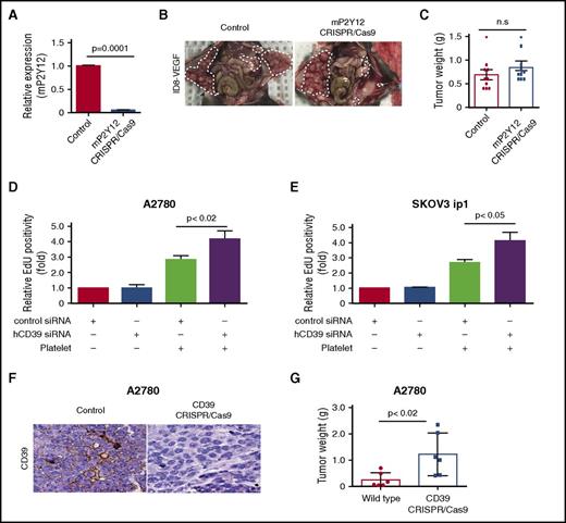 Figure 3. Effect of P2Y12 gene knockdown in murine ovarian cancer cells on the growth of orthotopic ovarian tumors. (A) Expression of P2Y12 mRNA in control and mP2Y12 CRISPR-Cas9 ID8-VEGF cells before the injection into mice (n = 3 triplicate experiments). (B) Representative images of necropsy in mice carrying control or mP2Y12 CRISPR-Cas9 ID8-VEGF cell–induced tumors. (C) Mean aggregate tumor weight in mice carrying control or mP2Y12 CRISPR-Cas9 ID8-VEGF cell–induced tumors (n = 10 per group). (D-E) Effect of ecto-apyrase (CD39) gene knockdown using hCD39 siRNA on the platelet-induced increase in the proliferation rate in A2780ip2 (D) and SKOV3ip1 (E) human ovarian cancer cells (n = 3 triplicate experiments). (F) Expression of CD39 in tumor nodules induced by WT A2780ip2 or A2780ip2-CD39 CRISPR-Cas9 cells. (G) Mean tumor weight aggregate in mice carrying tumors induced by WT or A2780ip2-CD39 CRISPR-Cas9 cells (n = 6 mice per group).