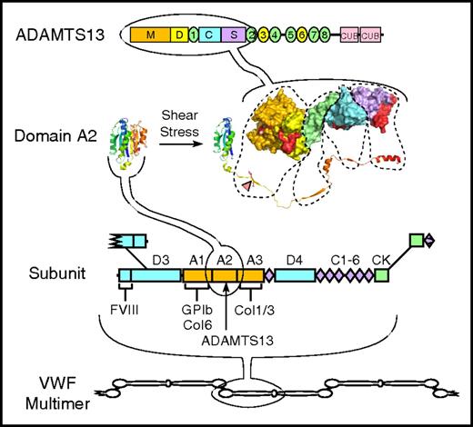 Figure 1. Structure of VWF and ADAMTS13. VWF multimers may contain ≥40 ∼250 kDa subunits linked together by disulfide bonds between C-terminal cystine-knot (CK) domains and N-terminal D3 domains. The VWF subunit is composed mostly of repeated A, C, and D domains and has binding sites for many proteins, including factor VIII, platelet GPIb, and collagens (Col) 1, 3, and 6. The A2 domain has a globular structure in native VWF, but unfolds in response to fluid shear stress to expose a Tyr-Met bond (red triangle) that is cleaved by ADAMTS13. ADAMTS13 is a multidomain protein with metalloprotease (M), disintegrin-like (D), thrombospondin type 1, Cys-rich, spacer, 7 more thrombospondin type 1 repeats, and 2 CUB domains. A molecular model of the proximal domains shows sites (shaded red) that interact with the extended sequence of the A2 domain.
